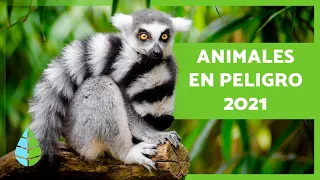 Animales en PELIGRO de EXTINCIÓN 2021 🐬⚠️