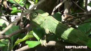 Wild Chameleon