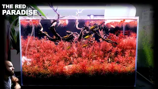The Red Paradise: ALL RED Carpet Aquarium (aquascape tutorial)