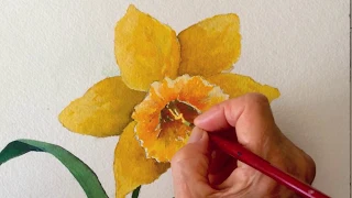 Daffodil watercolor tutorial, step by step lesson for beginners