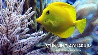 🎧 Stunning Aquarium 🐠 and The Best Relaxing Music - Sleep Music - HD 1080P