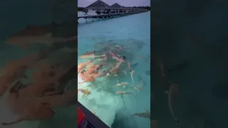 Sun Island Resort & Spa Maldives 2022 - The Shark's World