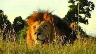 Lion Notch - King of the Mara and his Five Sons