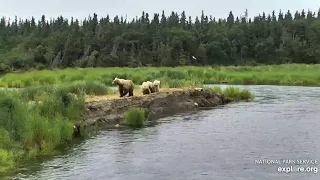 482 Brett and yearlings on the closed trail 6/29/2019