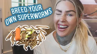 How To EASILY Breed Superworms | KristenLeannimal