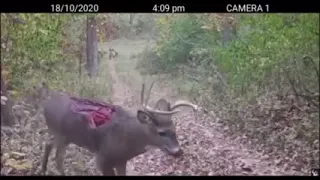Deer Missing Back Strap