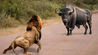 That Stupid Lion Attacked The Bull ! Here's What Happened Next....