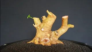 ANGKAT BAHAN BONSAI SANCANG DARI LAHAN