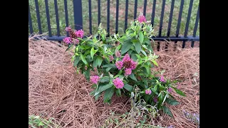 Mothers Day Planting (Gardenia & Butterfly Bush) 2024 & Mini Tour 🫛🪴🌼