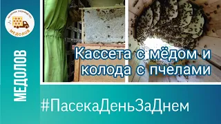 Кассета с мёдом и колода с пчелами. Пасека день за днём