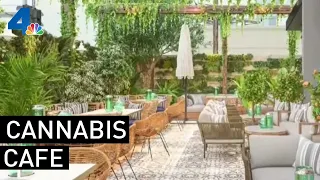 Developer Wants to Open Marijuana Restaurant Near Synagogue in West Hollywood | NBCLA