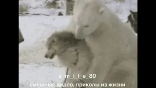 Смешные и забавные видео в очередной подборке: Лучшее из ваших интернетов и ТикТоков #19