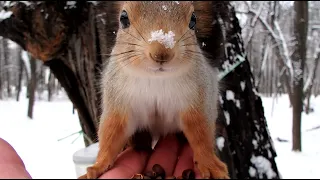 Кормлю знакомого бельчонка / Feeding a familiar little squirrel