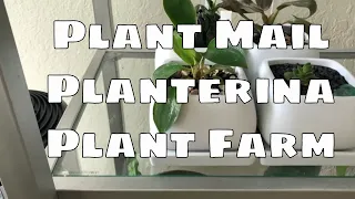 Plant Mail Haul Unboxing & Review Planterina & Plant Farm Hoya Linearis Philodendron Birkin