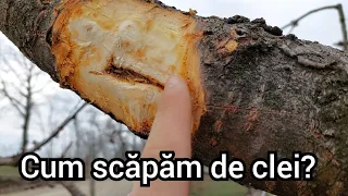 Cum scăpăm de clei (gomă) la pomii fructiferi?