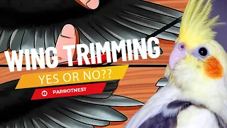 Cockatiel Wing Clipping YES or NO