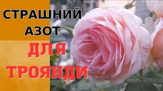 УСЯ ПРАВДА🥰 ПРО БАЗАЛЬНІ ПАГОНИ НА ТРОЯНДАХ⚘️/ як наростити пишний кущ⚘️⚘️⚘️⚘️#троянди