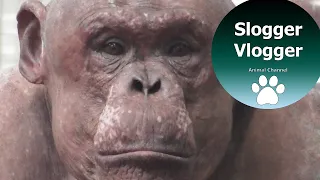 Fascinating Hairless Chimp Shows He's The Boss In His New Habitat