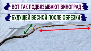 🍇 Классическая ОБРЕЗКА ВИНОГРАДА на плодовое звено. Планы по подвязке ПЛОДОВОГО ЗВЕНА весной.