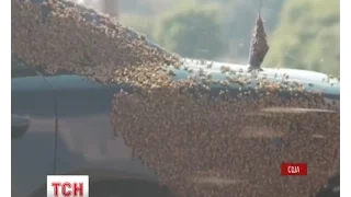Видимість на дорогах Оклахоми була обмежена через рої бджіл