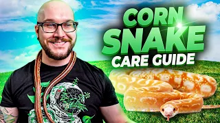 Complete Corn Snake Care Guide 2022