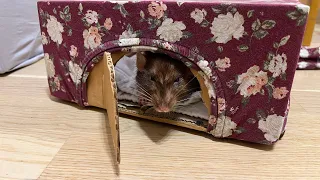 Домики для крыс. Дешево и уютно