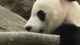 Панда празднует новоселье в Национальном зоопарке США|CCTV Русский