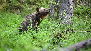 Brown bear smelling the forest / Finland