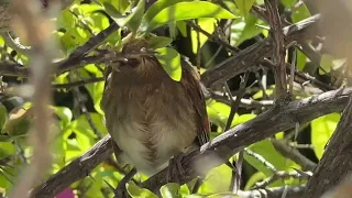 Last day of Cardinals baby has left the nest