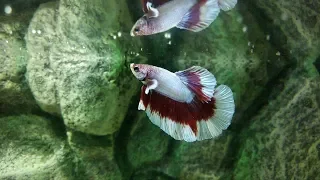 New Betta Fish I bought