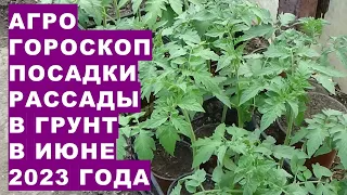 Агрогороскоп посадки рассады овощных и цветочных растений в грунт  в июне 2023 года