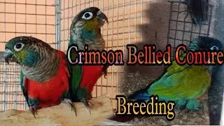 Crimson Bellied Conure Breeding 🦜|| Crimson bellied conure started laying eggs 🥚🥰 || Rajdip Aviary 🦜