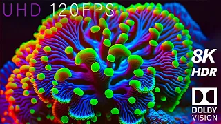 8K 120FPS 'Coral Reef' HDR Dolby Vision