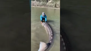 Fishing Guide Catches 10-Foot Long Sturgeon in British Columbia River