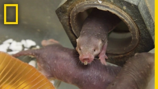 These "Naked Rats" Can Survive 18 Minutes Without Oxygen | National Geographic