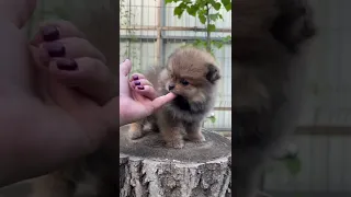 Super cute teddy bear Pom puppy 🐻 #shorts #teddybearpomeranian #dog #puppy #pomeranian #pet #dogs