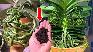 Just sprinkle 1 spoon! Made my orchid roots and shoots grow 500% faster