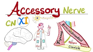 Accessory Nerve - The 11th Cranial Nerve (CN XI) - Neuroanatomy