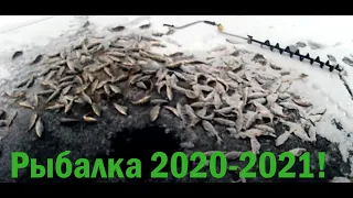 Открыли сезон зимней рыбалки 2020-2021! Первые окуня! Рыбалка на жерлицы.