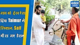 गाय को देख ऐसा दिया Taimur Ali Khan ने रिएक्शन, Saif Ali भी रह गए हैरान