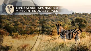 LIVE Safari Sponsored by the Painteddog.tv Pack | 15 April 2024