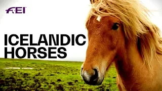 The Uniqueness of Icelandic Horses | Equestrian World