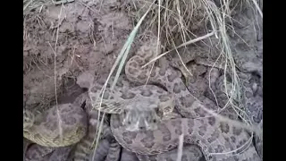 Así es el nido de víboras de cascabel