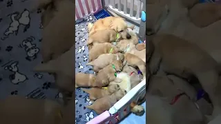 Golden Retriever New Born Puppies || Puppy Feeding ||  #shorts #petbubble #puppies