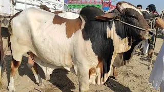 Multan Cow Mandi Kay Heavy Janwar Rate Kam Ya Zyada?😬  | SS Tv |