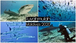 Fuvahmulah, Maldives 2020 (4K) | Diving