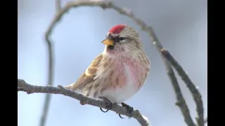 Птицы леса - Зимние учеты | Film Studio Aves