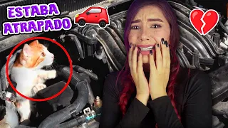 RESCATÉ UN GATITO DE LA CALLE 🥺 NUEVO INTEGRANTE DE LA FAMILIA - Lulu99