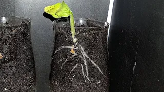 Root Growth Time-Lapse with Smartphone Camera | Soil Cross-Section