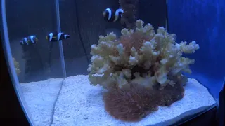 Мой новый морской аквариум на 30 литров.